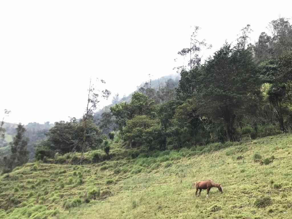 Ecuador T-Shirt | Art painted by Em and Ahr